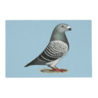 Show Racer Blue Checker Pigeon