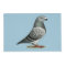 Show Racer Blue Checker Pigeon