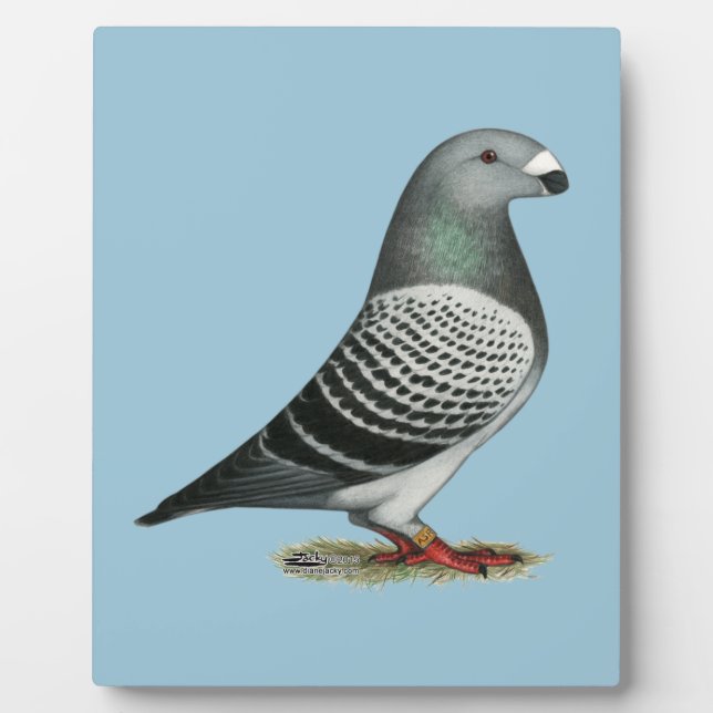 Show Racer Blue Checker Pigeon Plaque (Front)