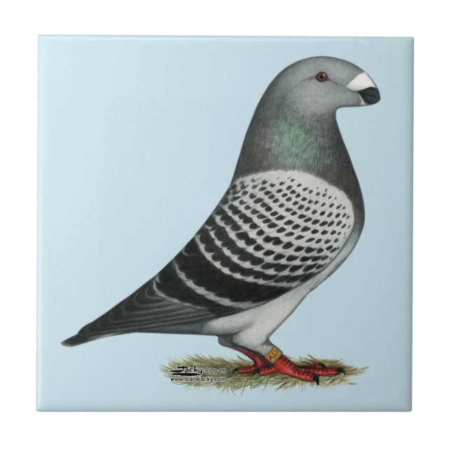 Show Racer Blue Checker Pigeon Tile (Front)