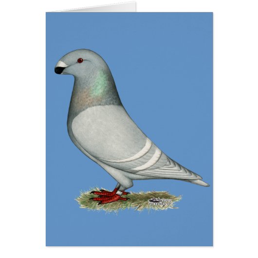 Show Racer Concept Hen Cards (Front)