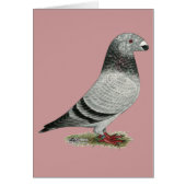 Show Racer Grizzle (Front)