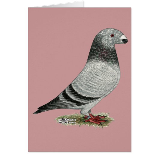 Show Racer Grizzle Cards (Front)