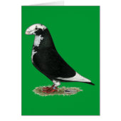 Show Racer Pied (Front)