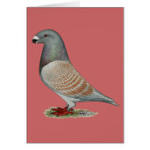 Show Racer Recessive Opal (Front)