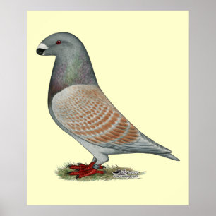 Show Racer Recessive Opal Poster