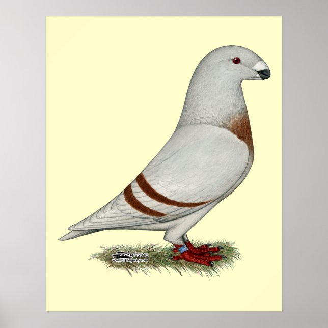 Show Racer Red Bar Pigeon Poster (Front)