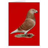 Show Racer Red Check (Front)