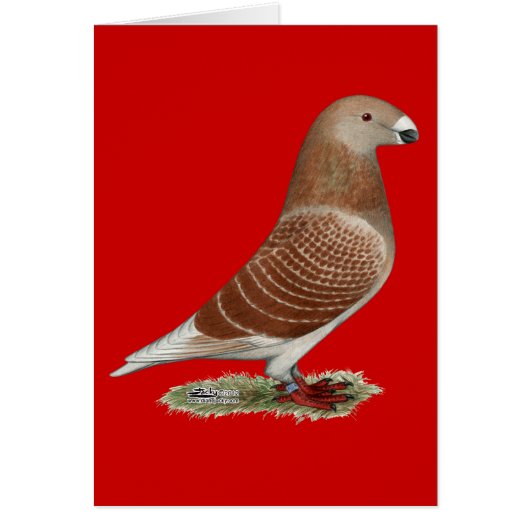 Show Racer Red Check (Front)