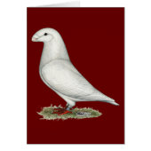 Show Racer White (Front)