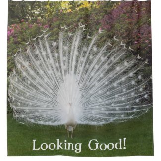 SHOWER CURTAIN/WHITE PEACOCK/LOOKING GOOD!