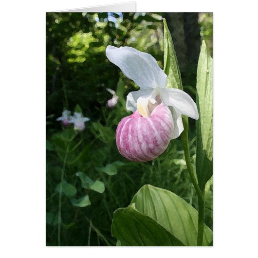 Showy Lady's Slipper Cards (Front)