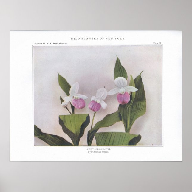 Showy Lady's-Slipper - Cypripedium reginae Poster (Front)