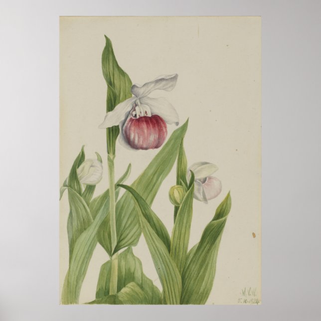 Showy Lady's Slipper (Cypripedium reginae) Poster (Front)