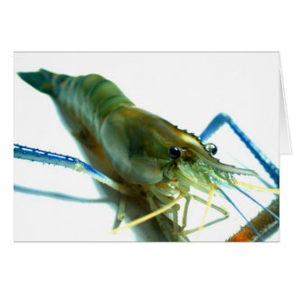 shrimp cards