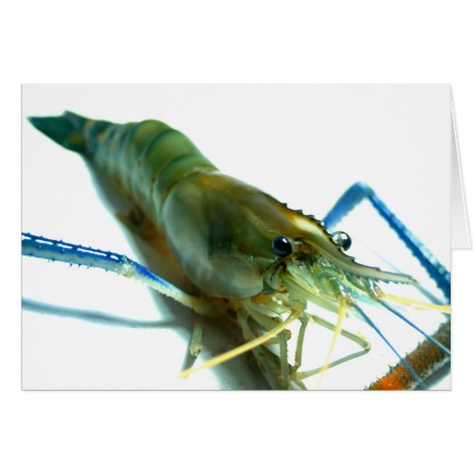 shrimp cards (Front Horizontal)