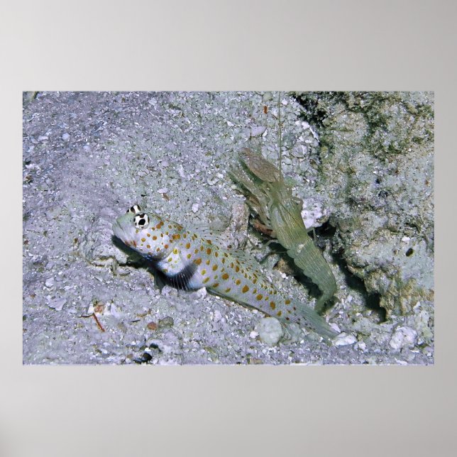 Shrimp Goby and Partner Poster (Front)
