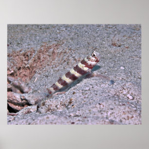 Shrimp Goby on Watch Poster