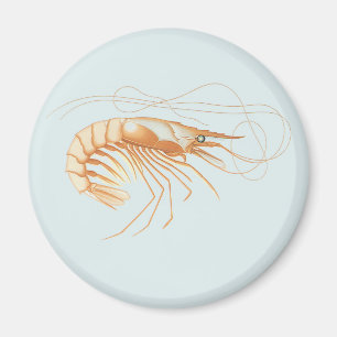 Shrimp or Prawn, Vintage Marine Life Ocean Animals Magnet