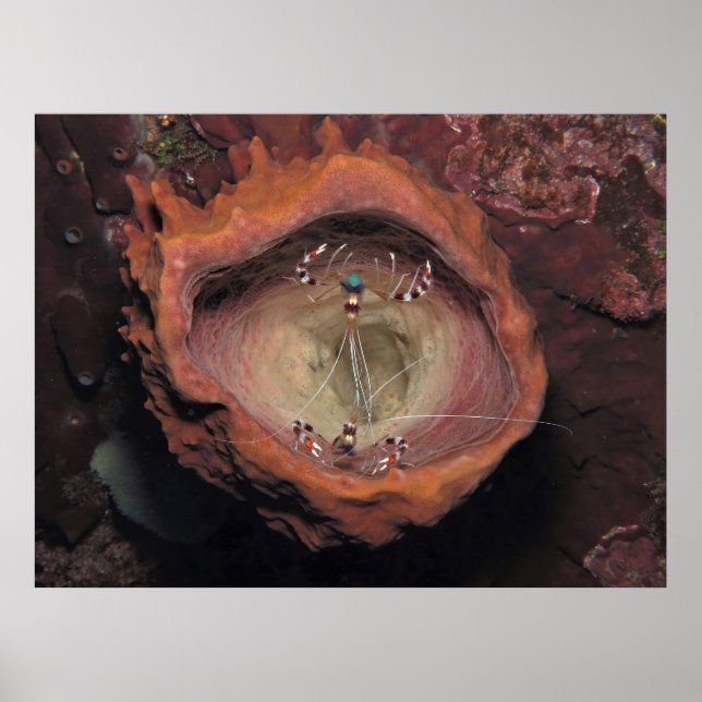 Shrimp Pair in a Sponge Poster (Front)
