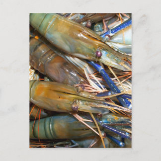 shrimp postcard