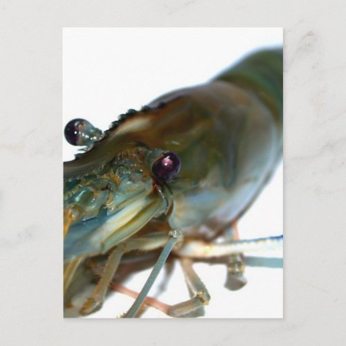 shrimp postcard