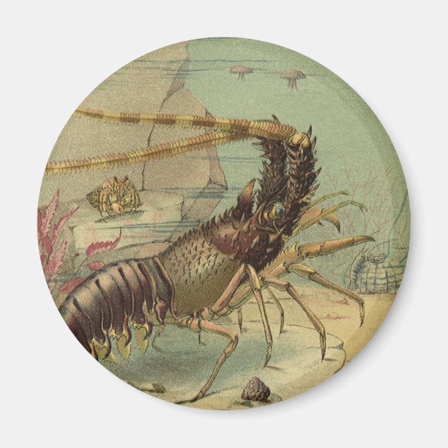 Shrimp, Underwater Sea Life, Vintage Ocean Animals Magnet (Front)