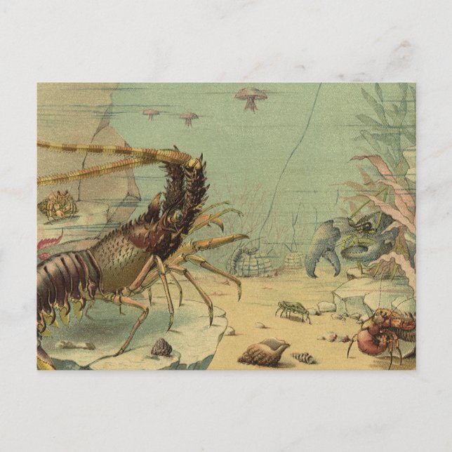 Shrimp, Underwater Sea Life, Vintage Ocean Animals Postcard (Front)