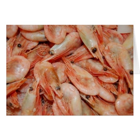 shrimps cards (Front Horizontal)