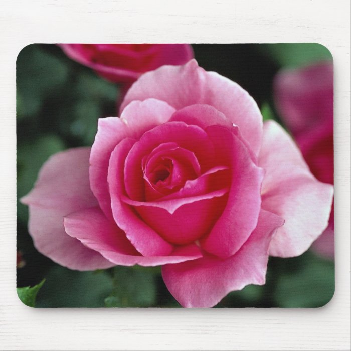 Shrub Rose 'Country Dance' Roses Mousepads