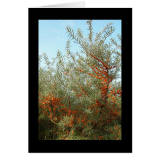 Shrub with Orange Berries Cards