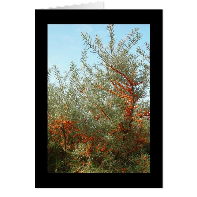 Shrub with Orange Berries Cards (Front)