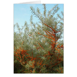Shrub with Orange Berries Cards