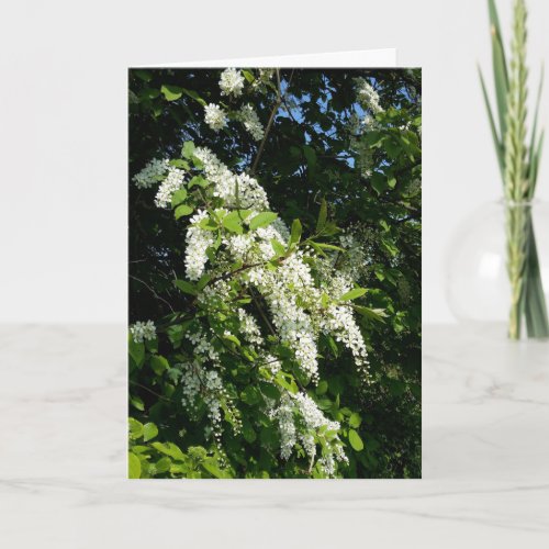 Shrub with white flowers card