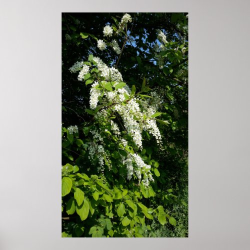 Shrub with white flowers poster