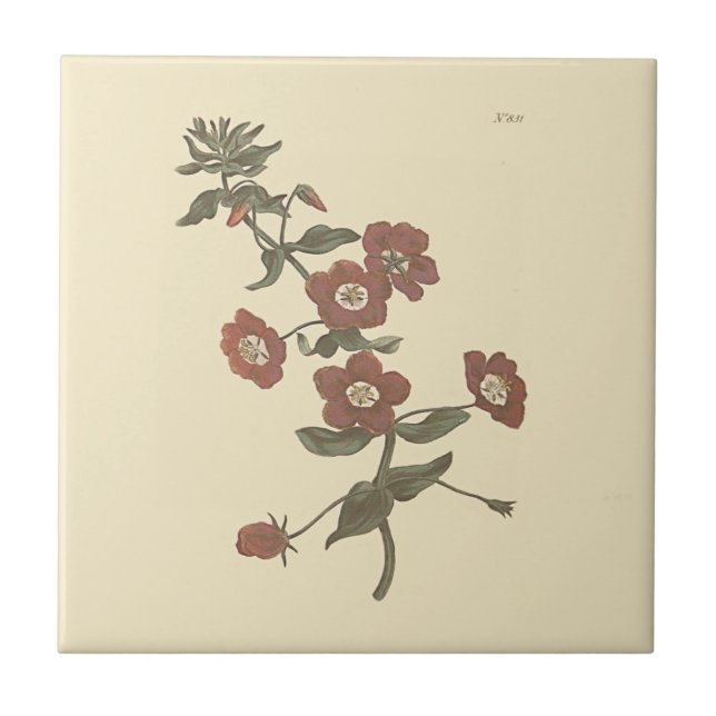 Shrubby Pimpernel Botanical Illustration Tile (Front)