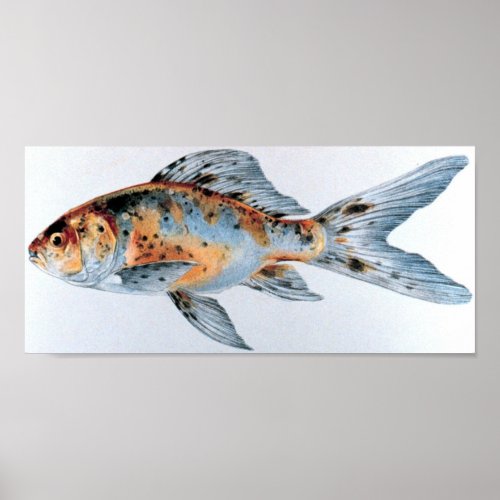 Shubunkin goldfish Portfolio Poster