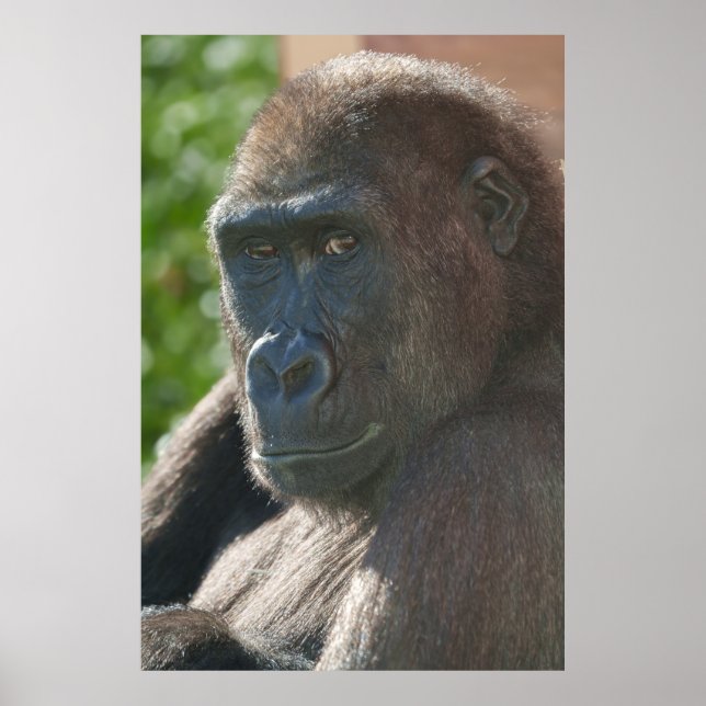 Shufai from Twycross Zoo Poster (Front)