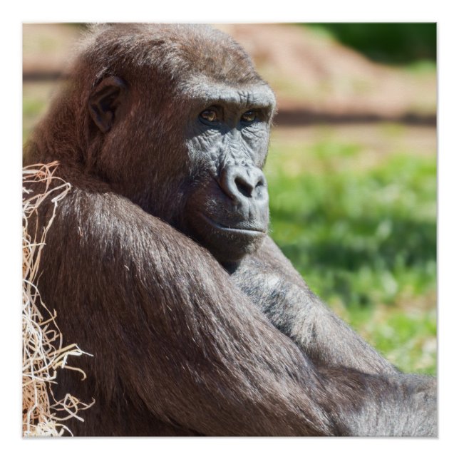 Shufai the Gorilla Basking in the Sun Poster (Front)