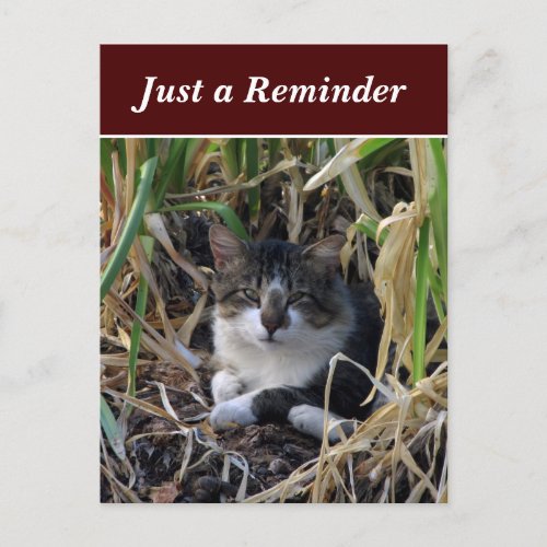 Shy Boy Cat Just a Reminder Postcard