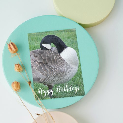 Shy Canada Goose Wildlife Birthday Card