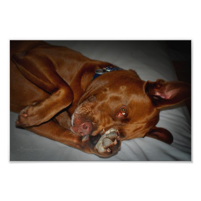 Shy Chocolate Lab Pit Mix Dog Photo Print (Front)