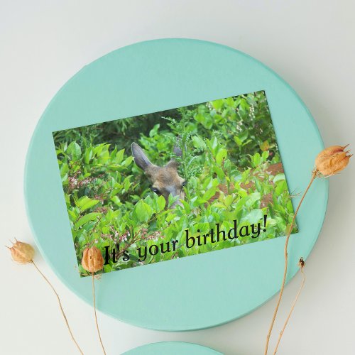 Shy Deer Funny Wildlife Birthday Card