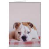 Shy English Bulldog Puppy (Front)