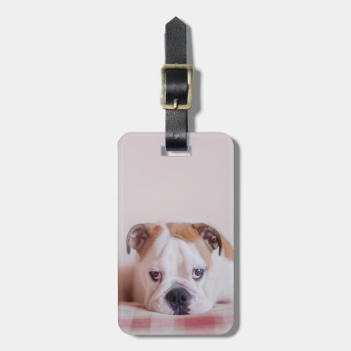 Shy English Bulldog Puppy Luggage Tag