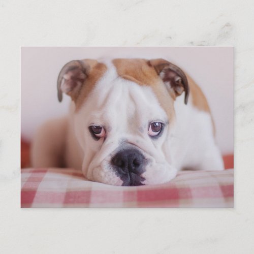 Shy English Bulldog Puppy Postcard