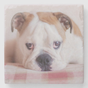 Shy English Bulldog Puppy Stone Coaster