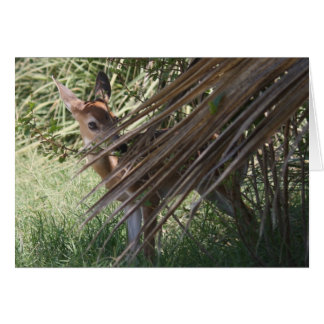 Shy Fawn Cards