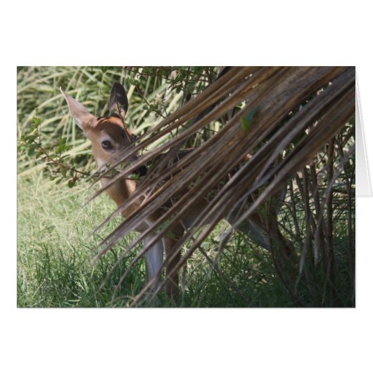 Shy Fawn Cards (Front Horizontal)