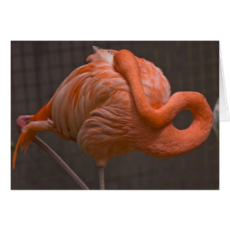 Shy Flamingo Cards